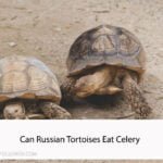 Can Russian Tortoises Eat Celery