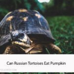 Can Russian Tortoises Eat Pumpkin