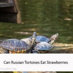 Can Russian Tortoises Eat Strawberries