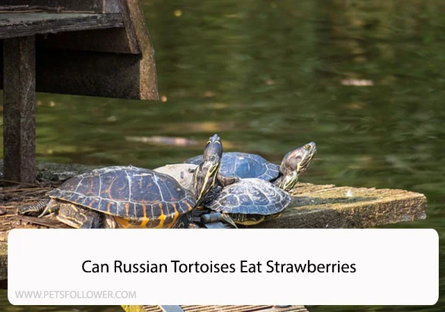 Can Russian Tortoises Eat Strawberries