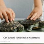 Can Sulcata Tortoises Eat Asparagus