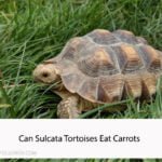 Can Sulcata Tortoises Eat Carrots
