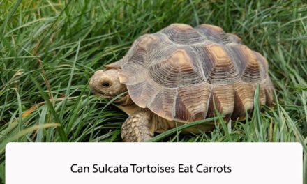 Can Sulcata Tortoises Eat Carrots