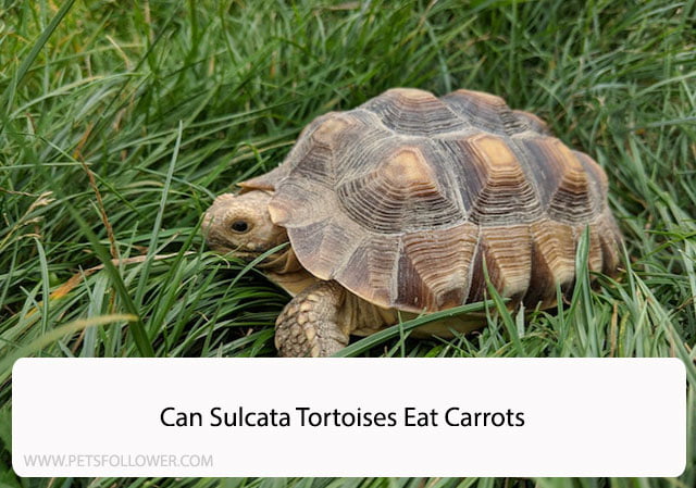 Can Sulcata Tortoises Eat Carrots