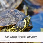 Can Sulcata Tortoises Eat Celery