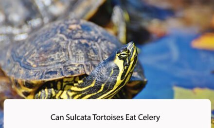 Can Sulcata Tortoises Eat Celery