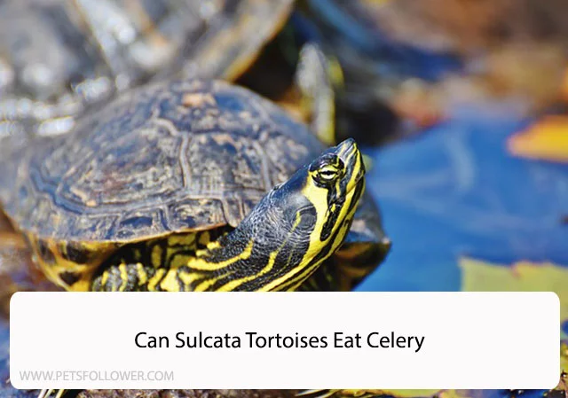 Can Sulcata Tortoises Eat Celery