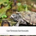 Can Tortoises Eat Avocado