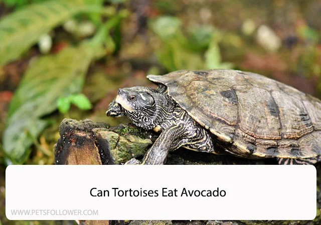 Can Tortoises Eat Avocado