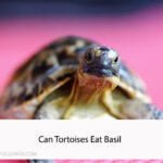 Can Tortoises Eat Basil