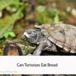 Can Tortoises Eat Bread
