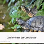 Can Tortoises Eat Cantaloupe