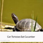 Can Tortoises Eat Cucumber