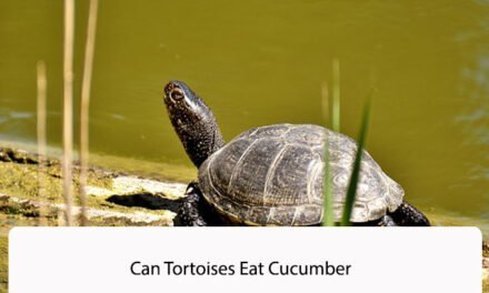 Can Tortoises Eat Cucumber