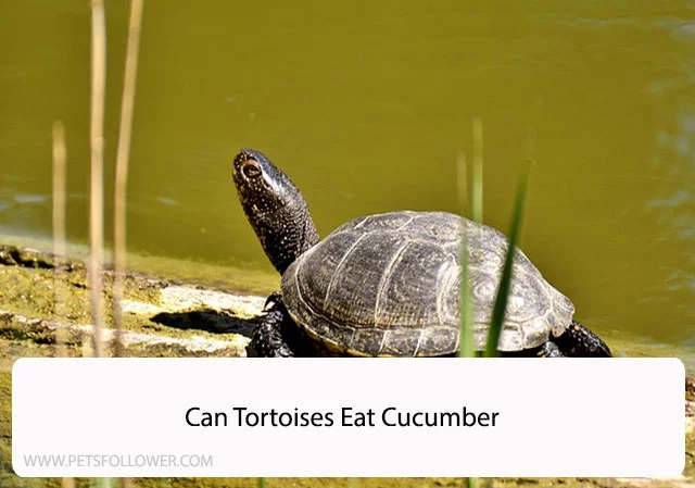 Can Tortoises Eat Cucumber