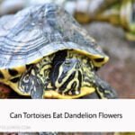 Can Tortoises Eat Dandelion Flowers