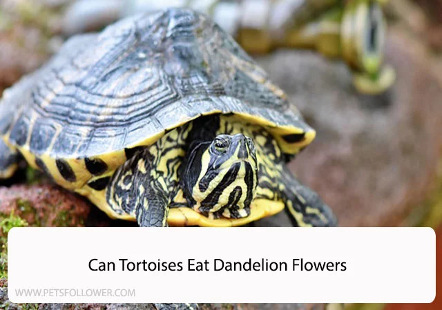 Can Tortoises Eat Dandelion Flowers