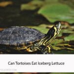 Can Tortoises Eat Iceberg Lettuce