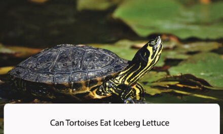 Can Tortoises Eat Iceberg Lettuce