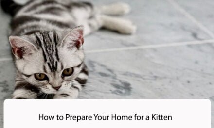 How to Prepare Your Home for a Kitten