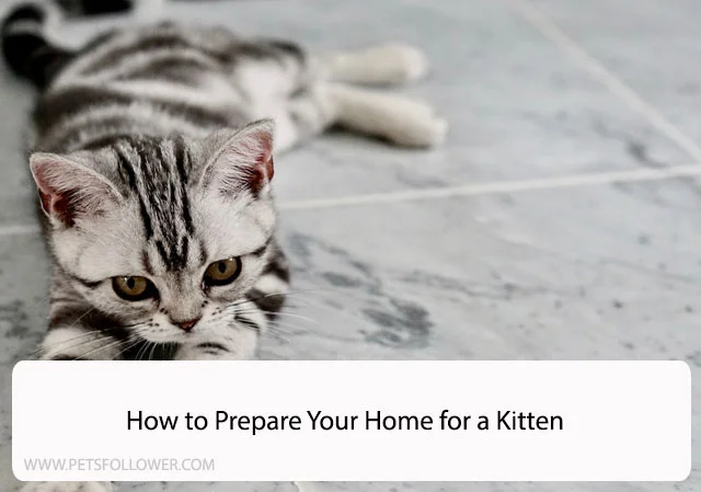 How to Prepare Your Home for a Kitten