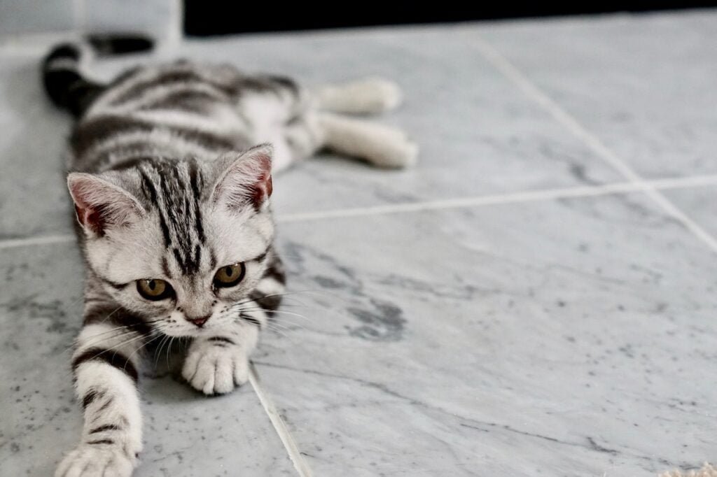 How to Prepare Your Home for a Kitten