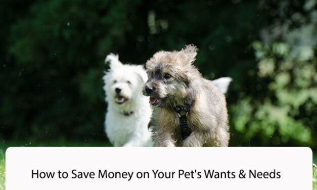 How to Save Money on Your Pet’s Wants & Needs
