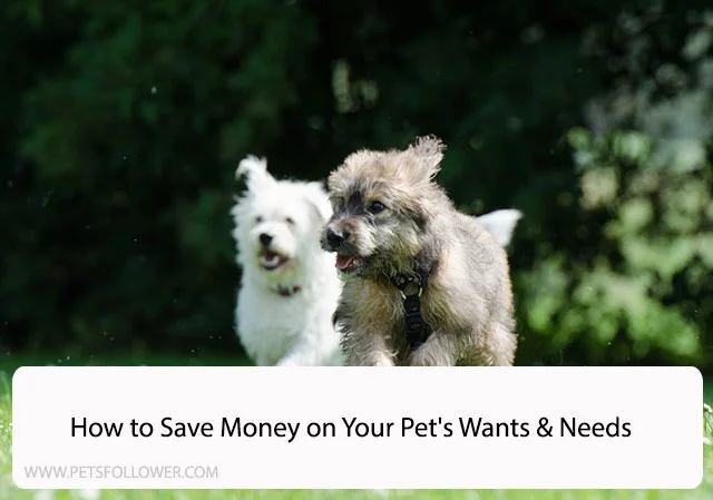 How to Save Money on Your Pet's Wants & Needs