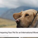 Preparing Your Pet for an International Move