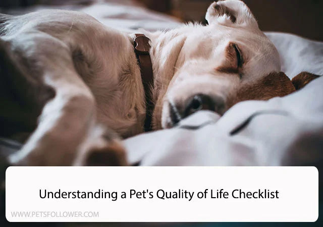 Understanding a Pet's Quality of Life Checklist