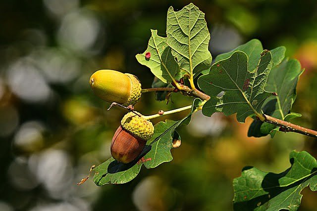 Can Guinea Pigs Eat Acorns