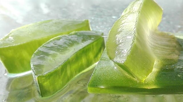 Can Guinea Pigs Eat Aloe Vera