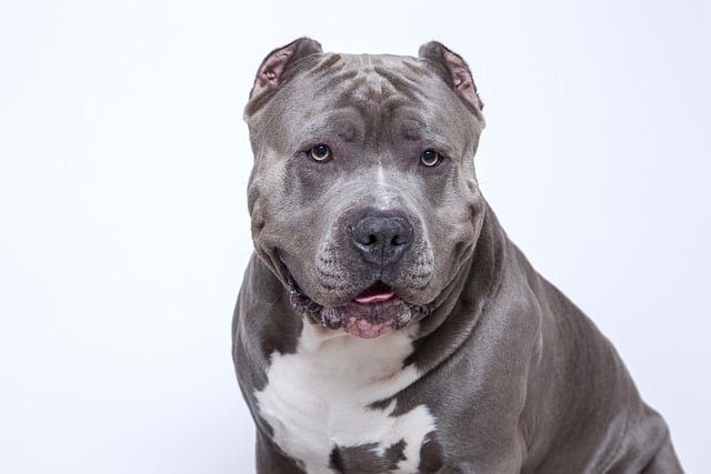 Are pit bulls as dangerous
