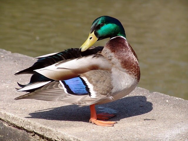 Can Ducks Eat Papaya
