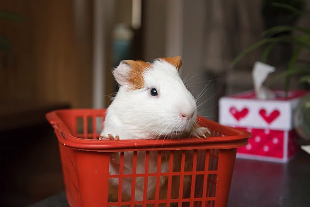 Can Guinea Pigs Eat Kohlrabi