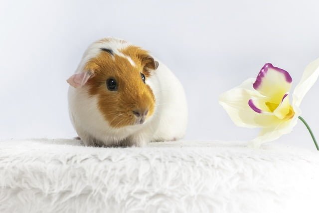 Can Guinea Pigs Eat Ginger