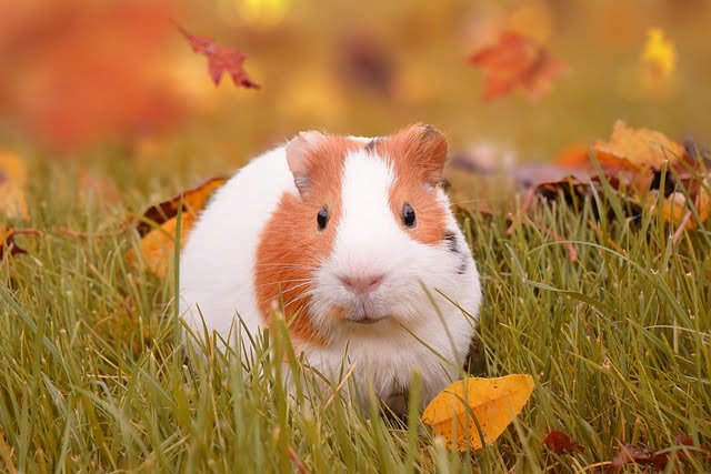 Can Guinea Pigs Eat Honey