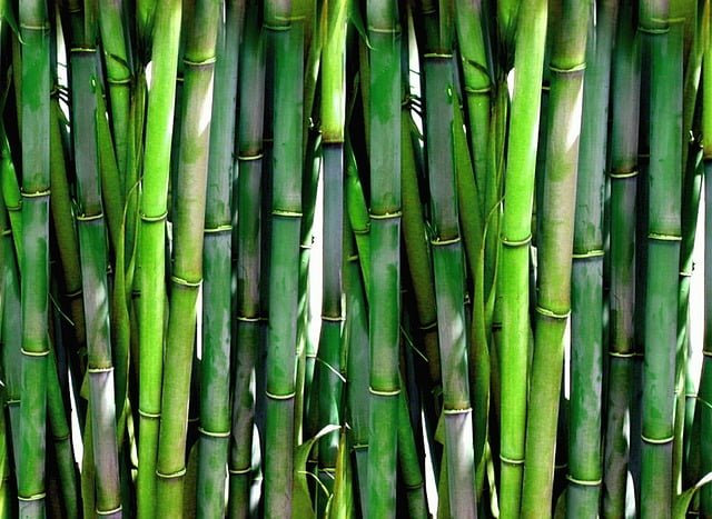 Can Guinea Pigs Eat Bamboo