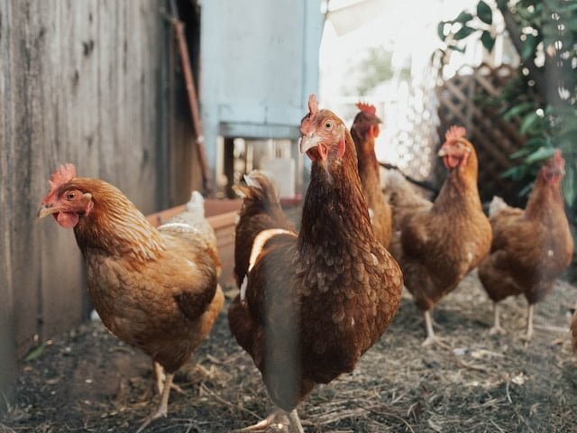Can Chickens Eat Hamster Food