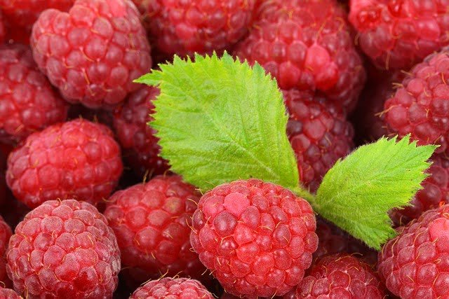 Can Ducks Eat Raspberries