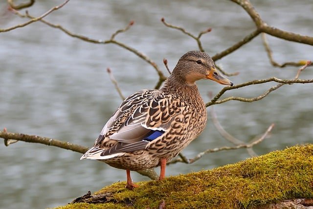 Can Ducks Eat Celery