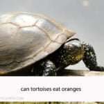 Can Tortoises Eat Oranges
