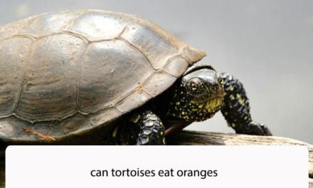 Can Tortoises Eat Oranges