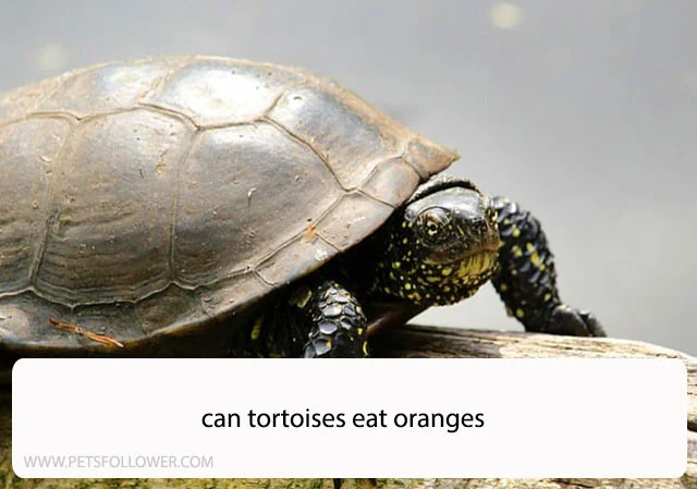 Can Tortoises Eat Oranges