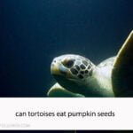 Can Tortoises Eat Pumpkin Seeds