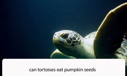 Can Tortoises Eat Pumpkin Seeds