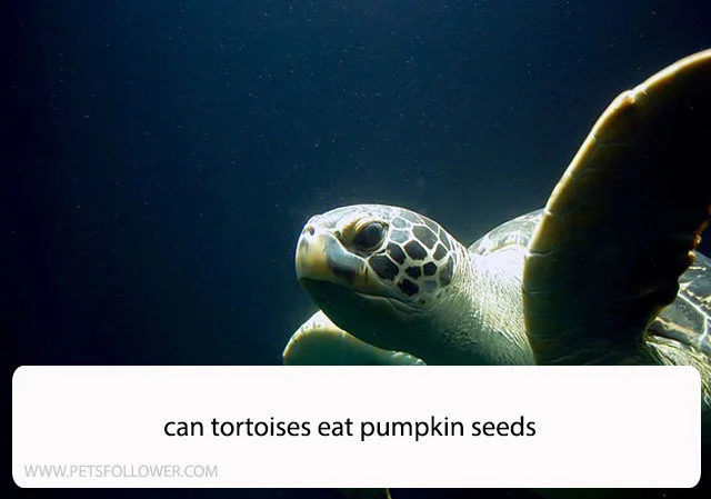 Can Tortoises Eat Pumpkin Seeds