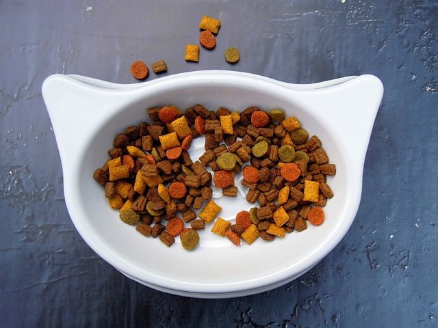Can Guinea Pigs Eat Cat Food