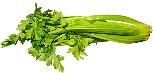 Can Russian Tortoises Eat Celery