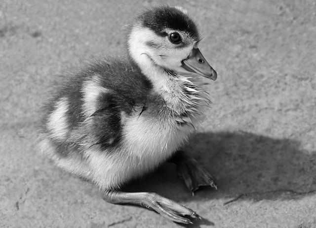 Can Ducks Eat Bell Peppers